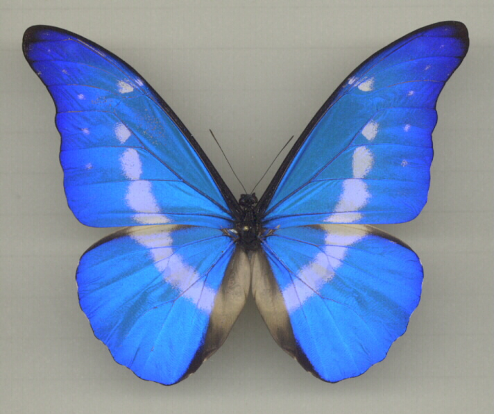 Morpho rhetenor helena M. A1/A1 (Small)